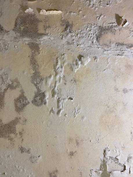 Best DIY Mold Remediation Support Services in Plumsteadville, PA