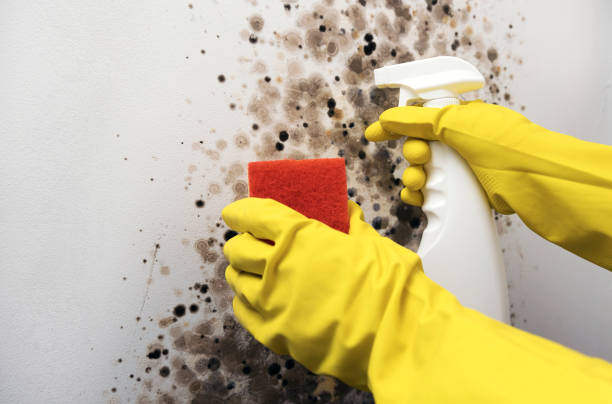 Plumsteadville, PA Mold Remediation Company